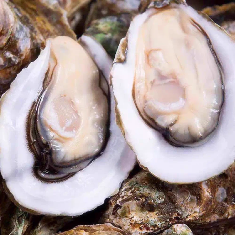 Fresh Frozen Oysters