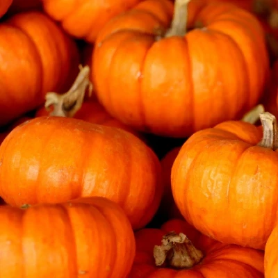 fresh pumpkin fresh pumpkin