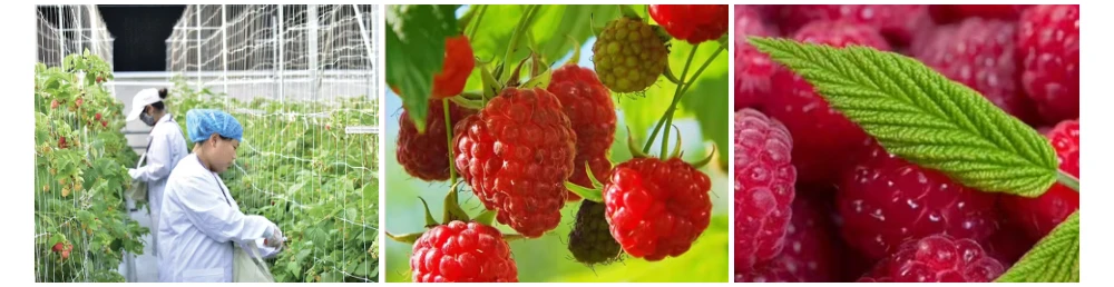 Fresh raspberries Fresh raspberries