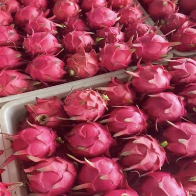 Frozen Pink Pitaya